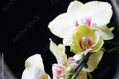 Fototapeta Naklejka Na Ścianę i Meble -  white orchid on black