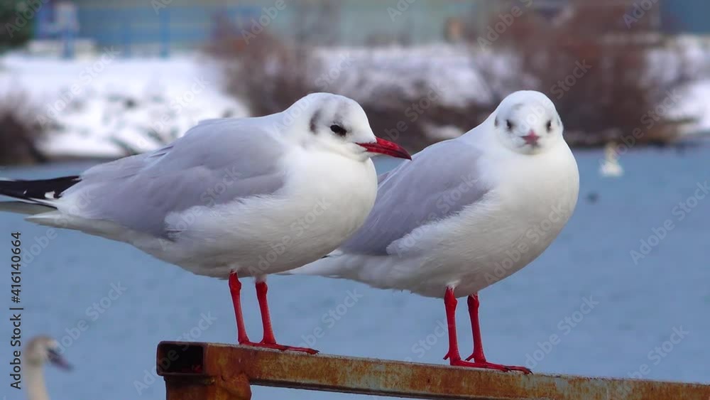 The black-headed gull (Larus (Chroicocephalus) ridibundus). Birds of Ukraine The black-headed gull (Larus (Chroicocephalus) ridibundus). Birds of Ukraine