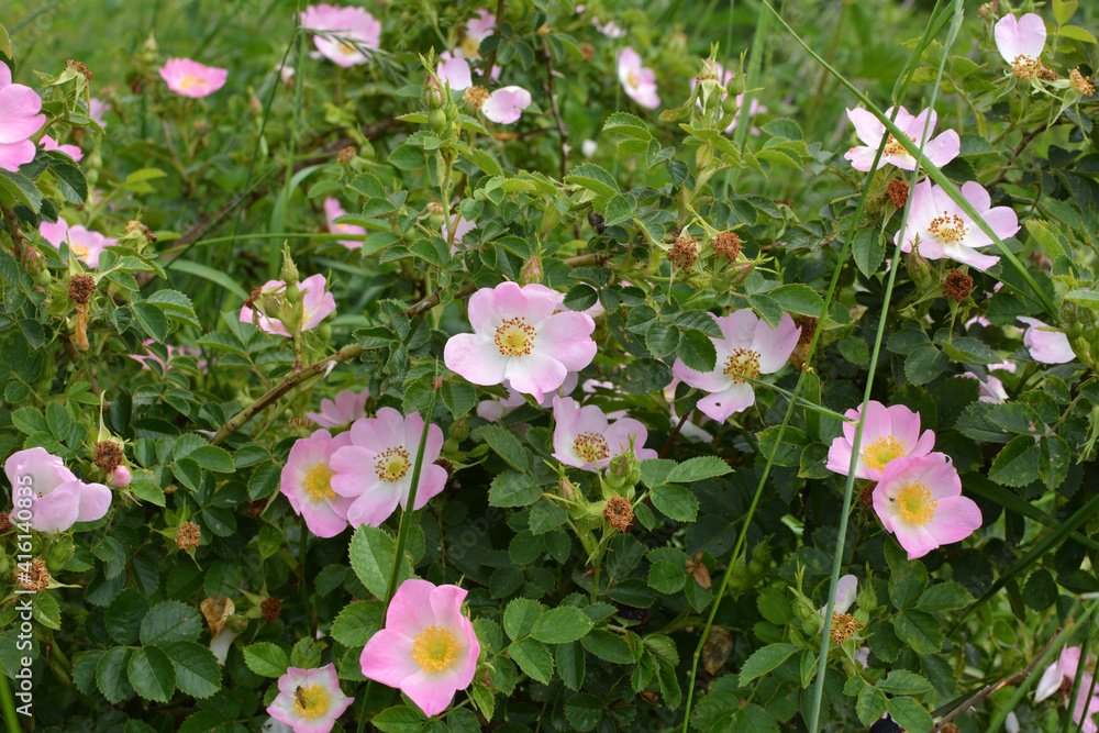 It blooms in nature dog rose