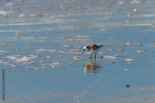 Sanderling eating on the beach  © Pascale Gueret