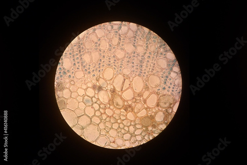 Fotografie A slice of a plant leaf in place of the leaf conductive system