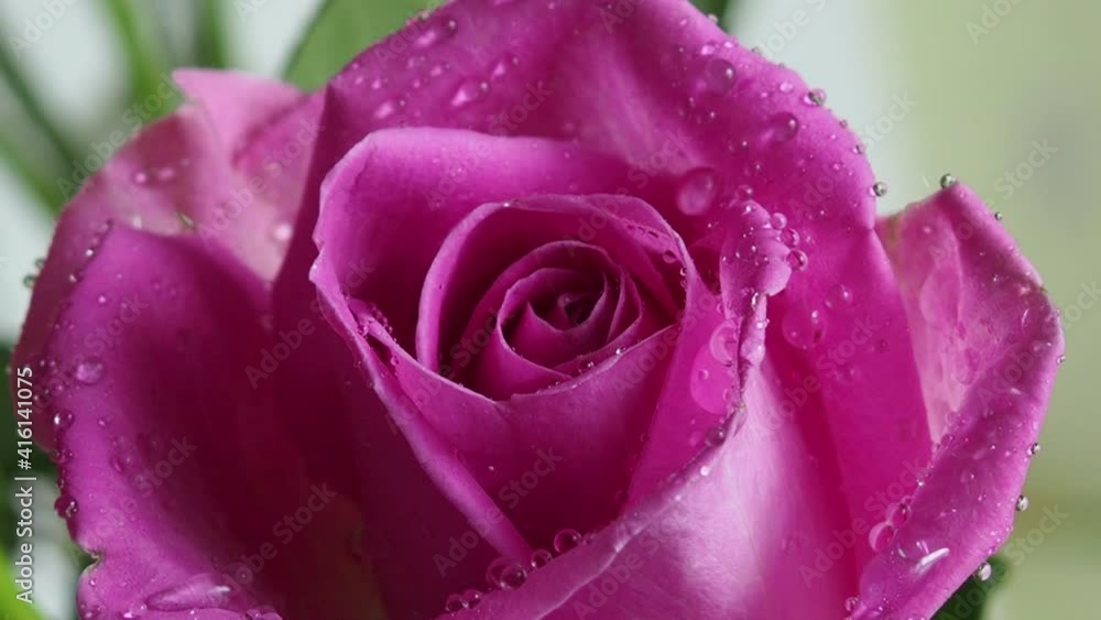 Close up of pink Alstrameria flower. Macro. Floral romantic background. Love concept. Wedding, Saint Valentine, Birthday Close up of pink Alstrameria flower. Macro. Floral romantic background. Love concept. Wedding, Saint Valentine, Birthday