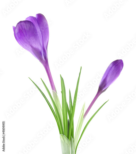 Spring flowers - Crocus flowers with leaves isolated on a white background.