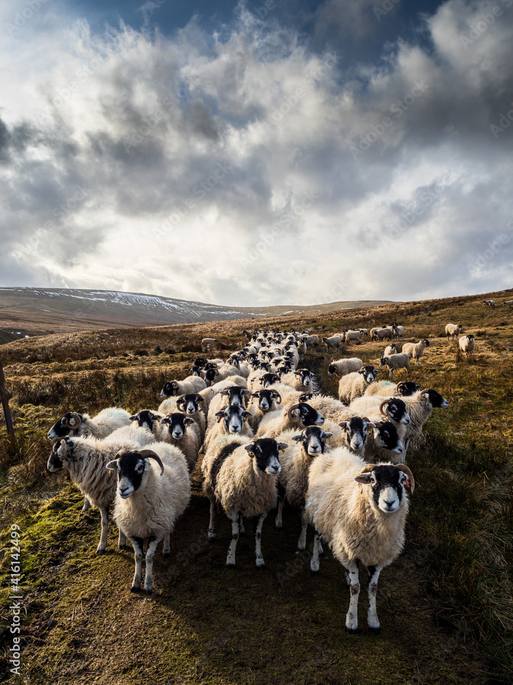Obraz premium A flock of Swaledale sheep waiting for feeding. Scar House reservoir. Nidderdale. Yorkshire Dales National Park