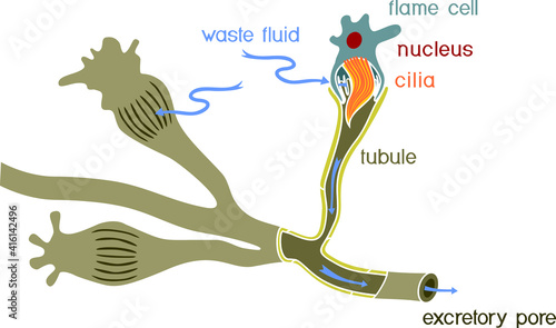 Flatworm flame cell. Structure of element of excretory system with title. Protonephridia of planaria and other flatworm