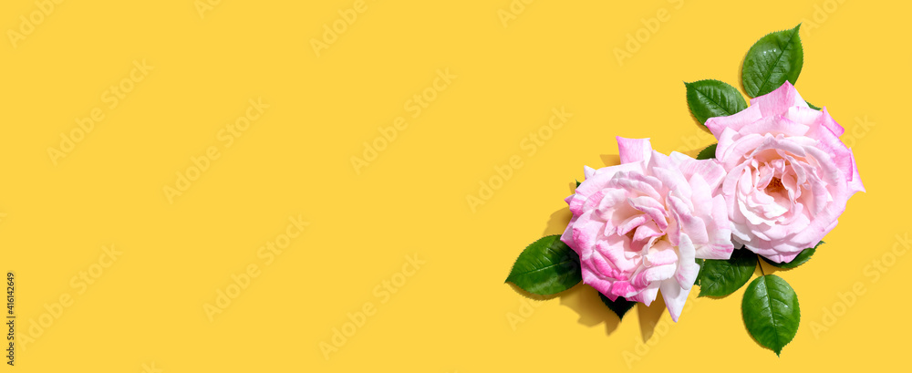 Pink roses with green leaves overhead view - flat lay