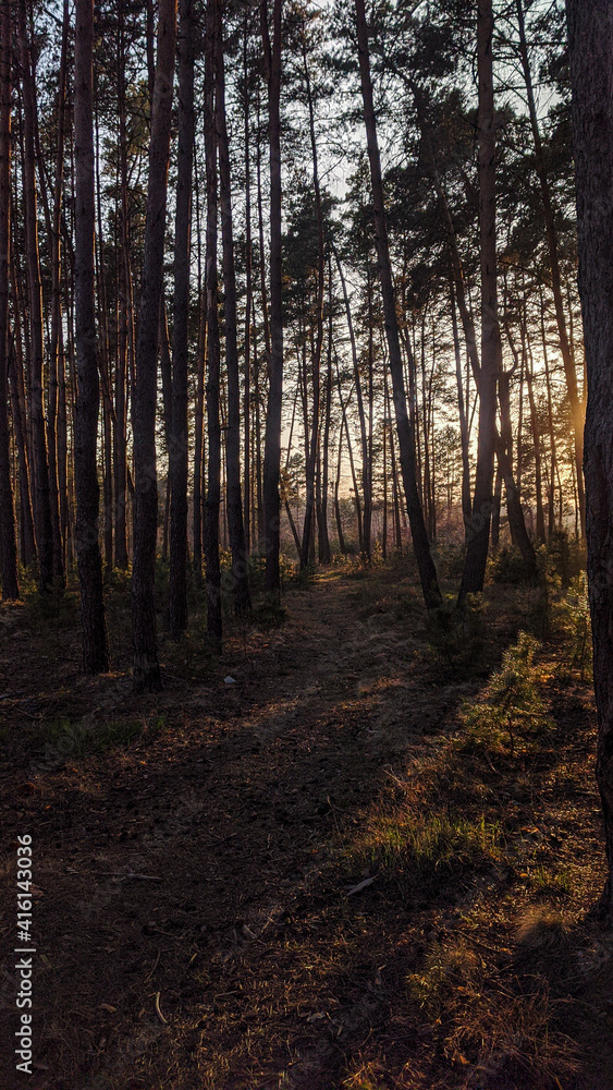 Footpath in a forest on a sunset time. Dark and warm colors with fairytale atmosphere. Pine tall trunk trees