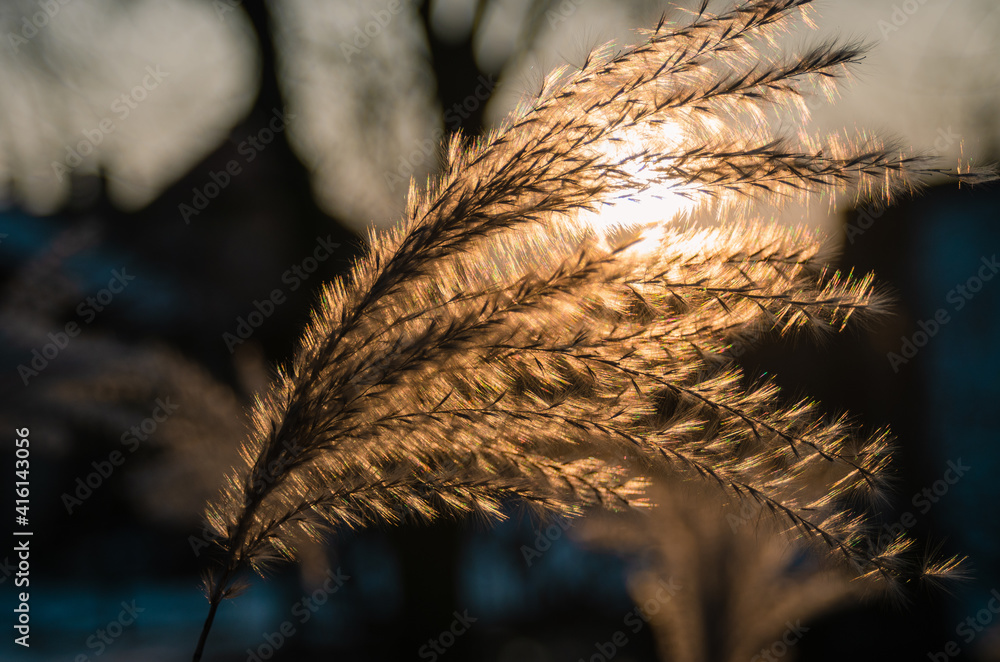 The sun shining through the grasses