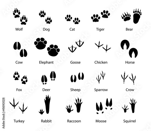 Animals and birds feet tracks, vector trails of wolf, dog and cat, tiger and bear with cow and elephant. Goose, chicken, horse and fox, deer with sheep or sparrow and crow. Turkey, rabbit and raccoon