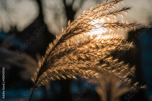 Obraz na płótnie The sun shining through the grasses w salonie
