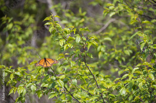 Orange black butterfly in a bush