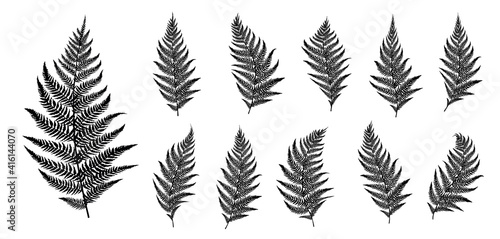 Vector fern silhouette collection on white background.