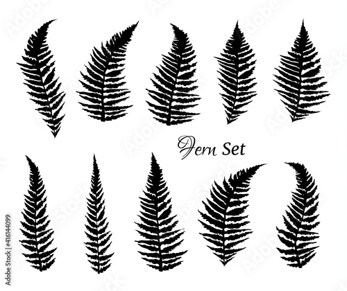 Fern branch set. Silhouettes of fern leaves.