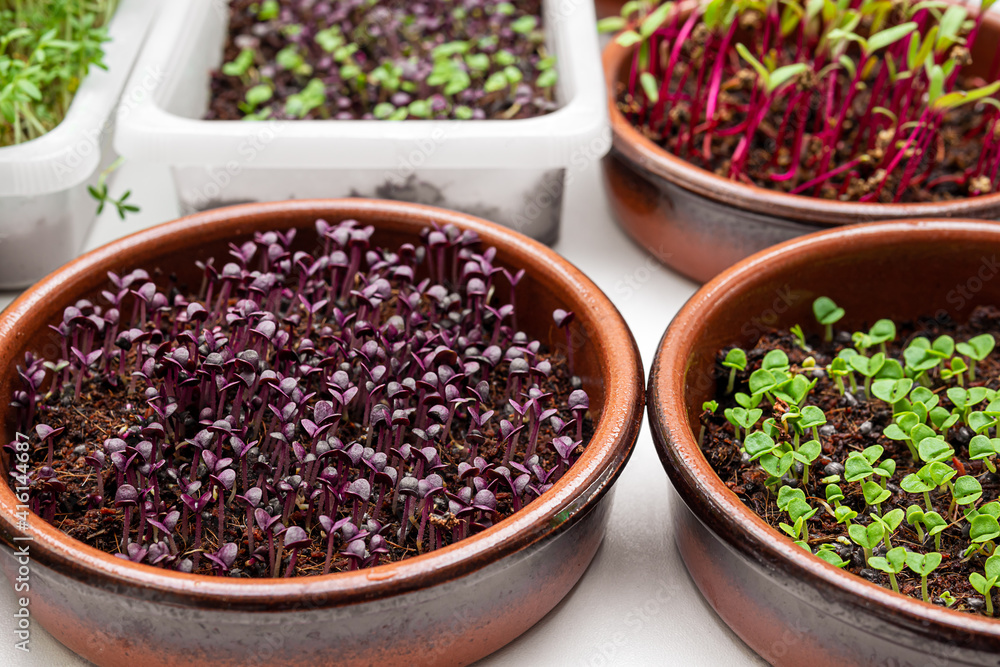 Bowls with micro greens - sprouts of beetroot, watercress, green and purple basil, germination of microgreens at home, healthy eating concept Bowls with micro greens - sprouts of beetroot, watercress, green and purple basil, germination of microgreens at home, healthy eating concept