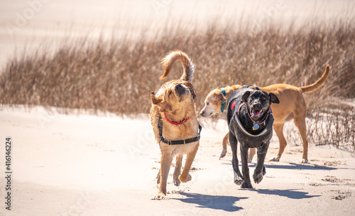 Dogs playing at the beach.