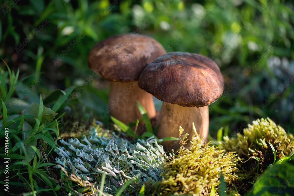 Group of forest porcini mushrooms on a lawn in a forest Group of forest porcini mushrooms on a lawn in a forest