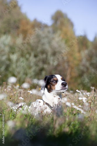 Cute dog enjoying the weather laying on flower field looking into the camera in northern Sweden 