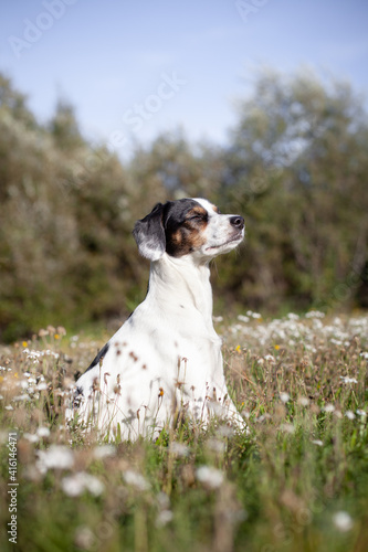 Happy dog enjoying the sun at flower field in northern Sweden