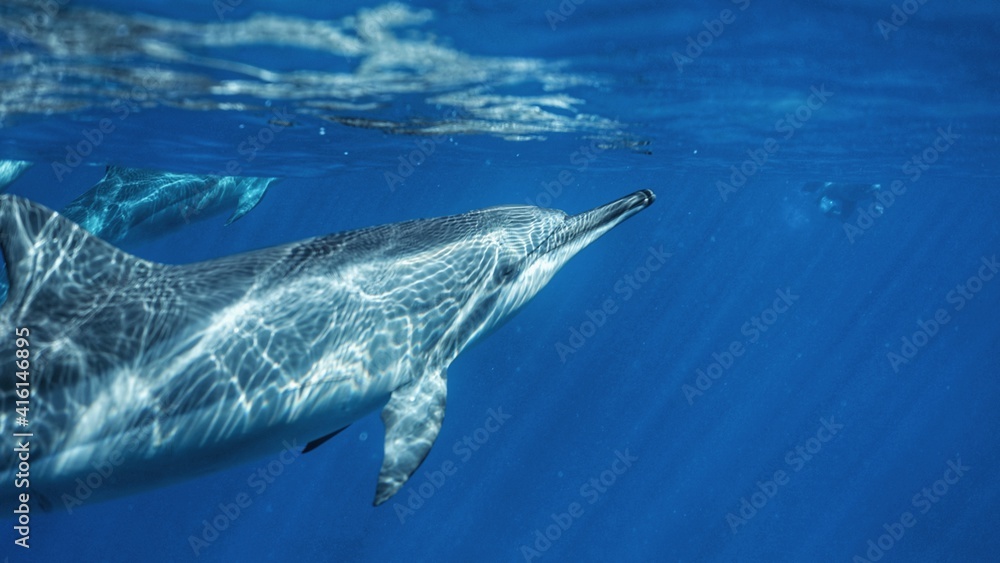 Obraz premium Swimming with Wild Spinner Dolphins in Hawaii 