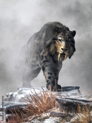 Foto A saber tooth cat with long fur emerges from from the fog on  a snowy winter day