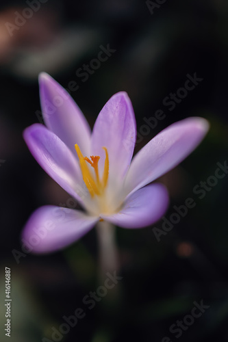 Early Crocus spring flower