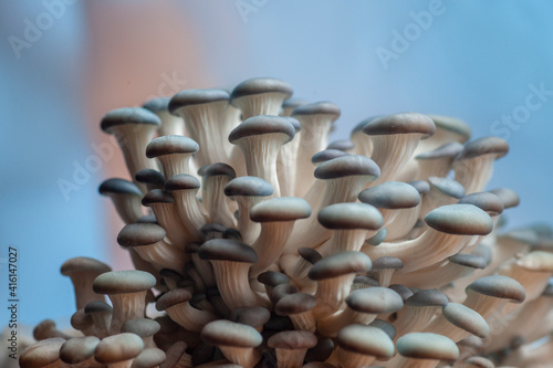 A big group of oyster mushrooms 