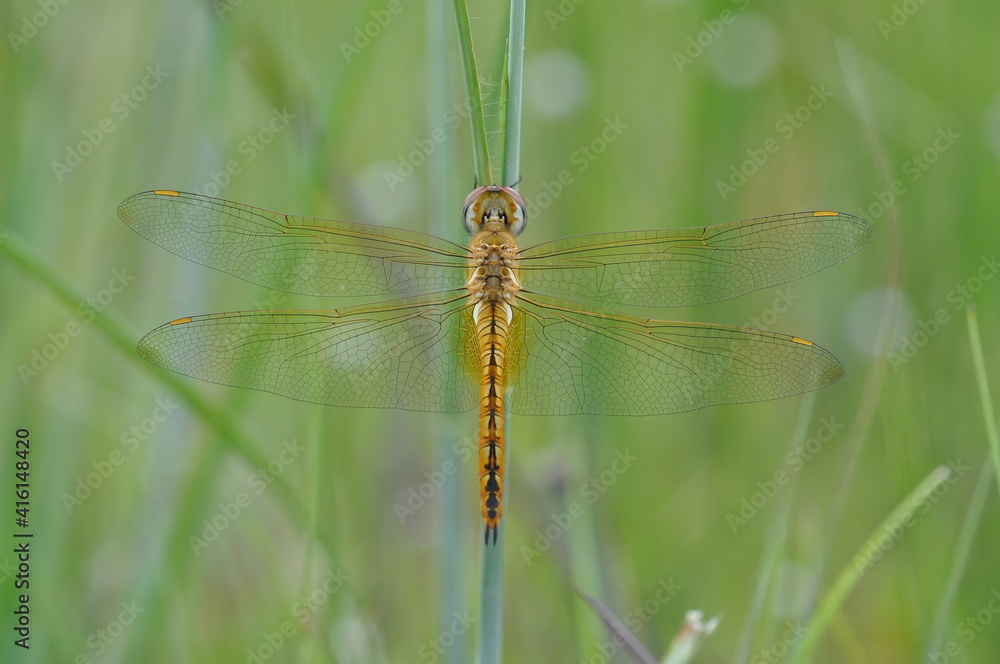 A dragonfly is an insect belonging to the order Odonata, infraorder Anisoptera A dragonfly is an insect belonging to the order Odonata, infraorder Anisoptera