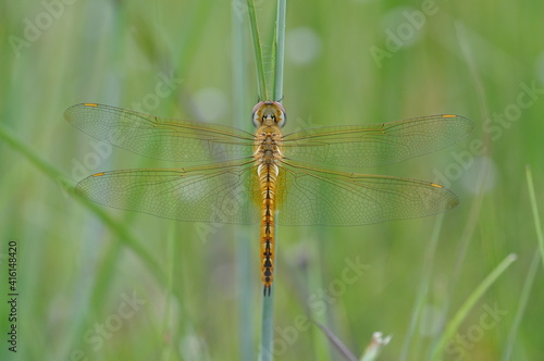 A dragonfly is an insect belonging to the order Odonata, infraorder Anisoptera