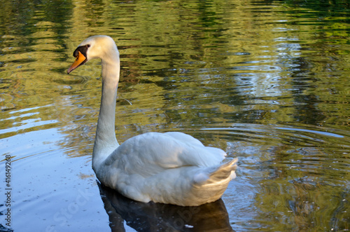 Photography Birds of Stephen's Green, Dublin, Ireland