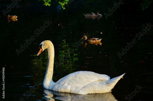 Photography Birds of Stephen's Green, Dublin, Ireland