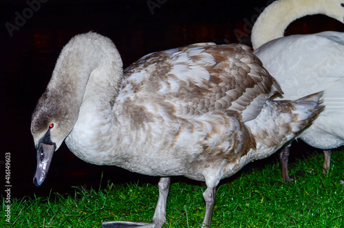 Photography Birds of Stephen's Green, Dublin, Ireland