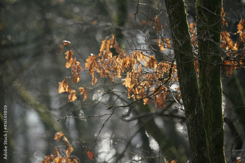 Wald mit welken, roten, braunen, Blättern einer Buche oder Hainbuche