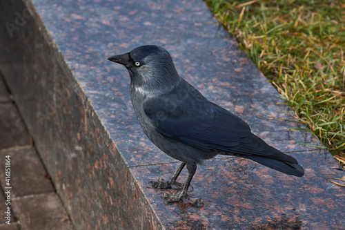 Jackdaw walking on the lawn in the town square. © Andrei