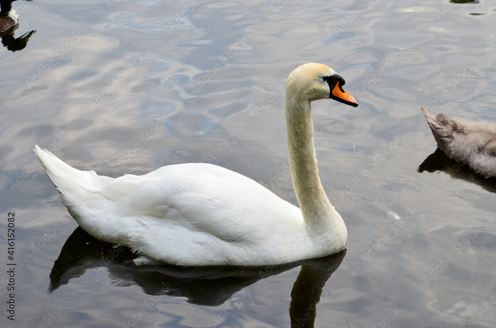 Fototapeta premium Swans on the lake in the Stephen's green, Dublin, Ireland.