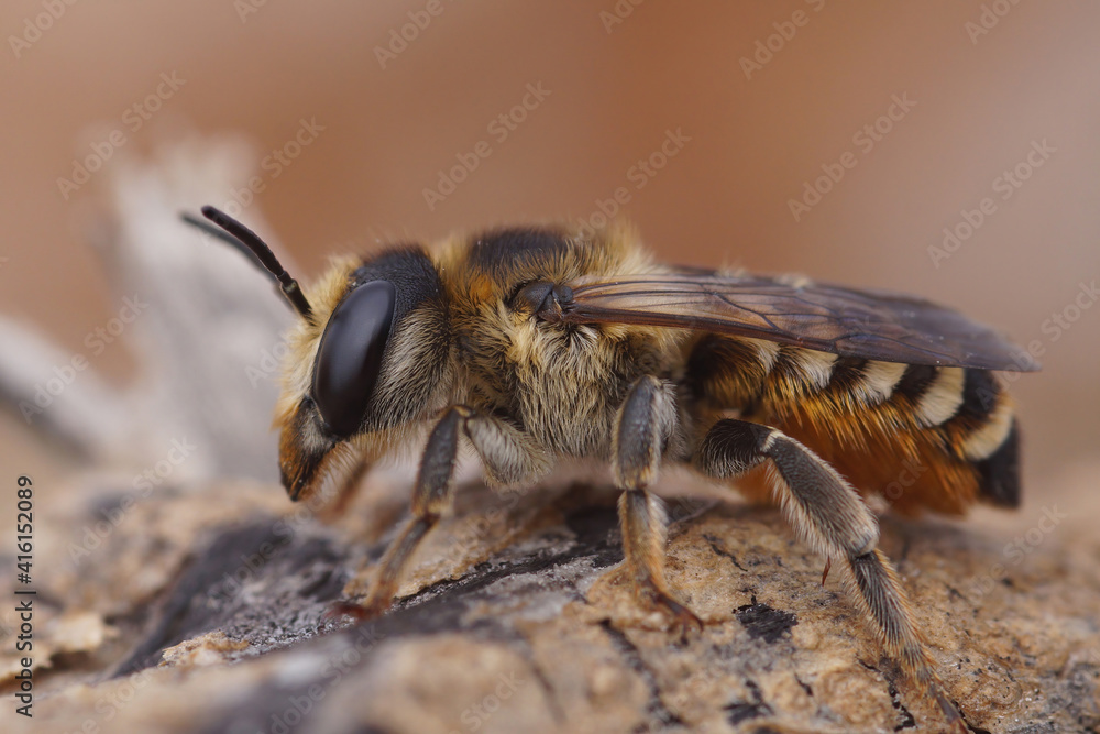 Close up of a colorful female leafcutter bee, Megachile albisecta, from Gard, France Close up of a colorful female leafcutter bee, Megachile albisecta, from Gard, France