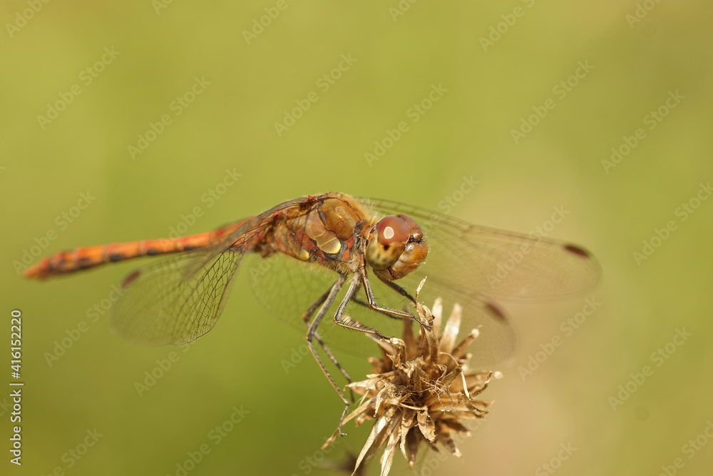 Closeup of the Ruddy darter dragonfly , Sympetrum sanguineum , sitting on a dried out flowerhead Closeup of the Ruddy darter dragonfly , Sympetrum sanguineum , sitting on a dried out flowerhead
