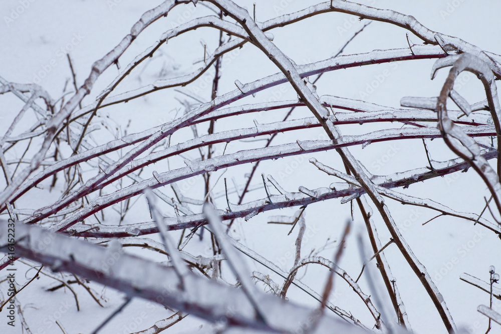 frozen plants in the snow storm frozen plants in the snow storm