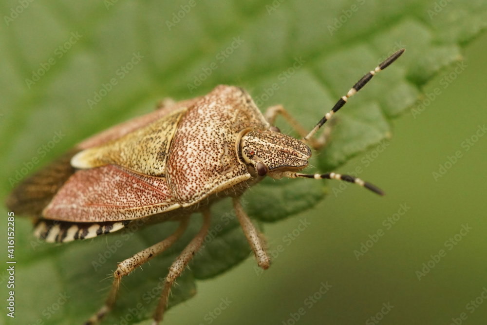 Naklejka premium Closeup of the hairy shieldbug , Dolycoris baccarum