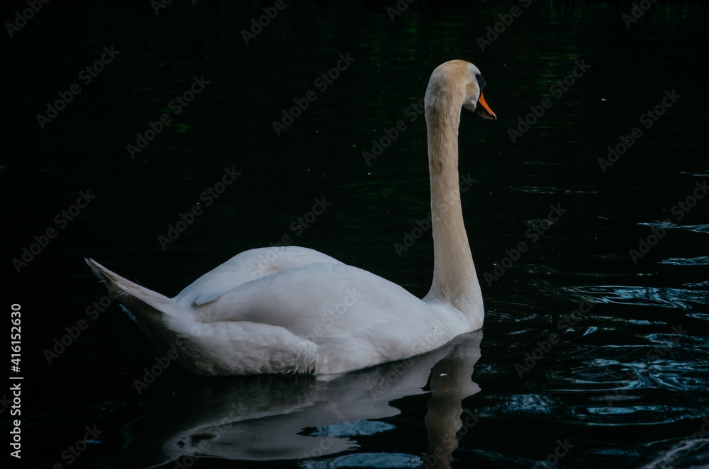 Fototapeta premium Swans on the lake in the Stephen's green, Dublin, Ireland.