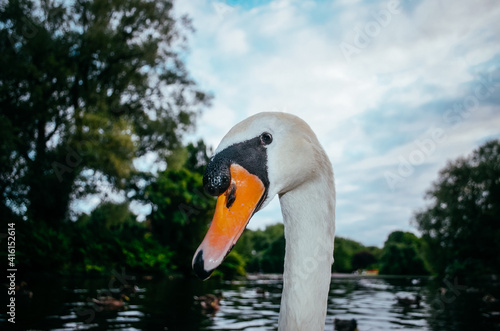 Fototapeta Naklejka Na Ścianę i Meble -  Swans on the lake in the Stephen's green, Dublin, Ireland.