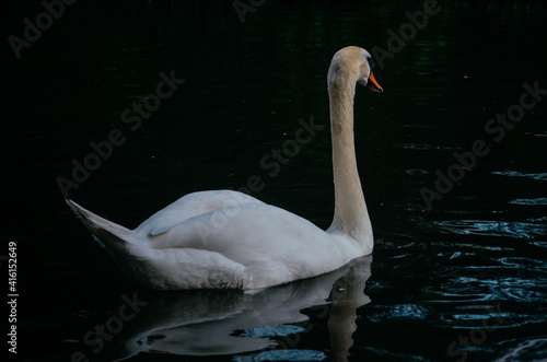 Fototapeta Naklejka Na Ścianę i Meble -  Swans on the lake in the Stephen's green, Dublin, Ireland.