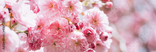 Beautiful nature scene with branches of blooming cherry tree in spring. Sakura flowers in bloom.