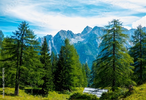 Árboles que dejan ver las cumbres de los Alpes Julianos cerca de Kranjska Gora, Eslovenia photo
