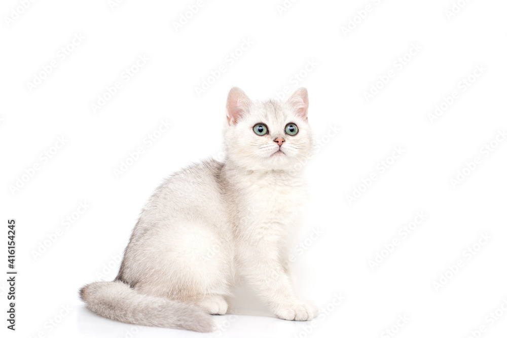 A beautiful white kitten British breed sits on a white background, looks up.