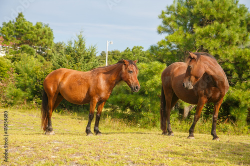 Corolla Wild Horses, Outerbanks, NC
