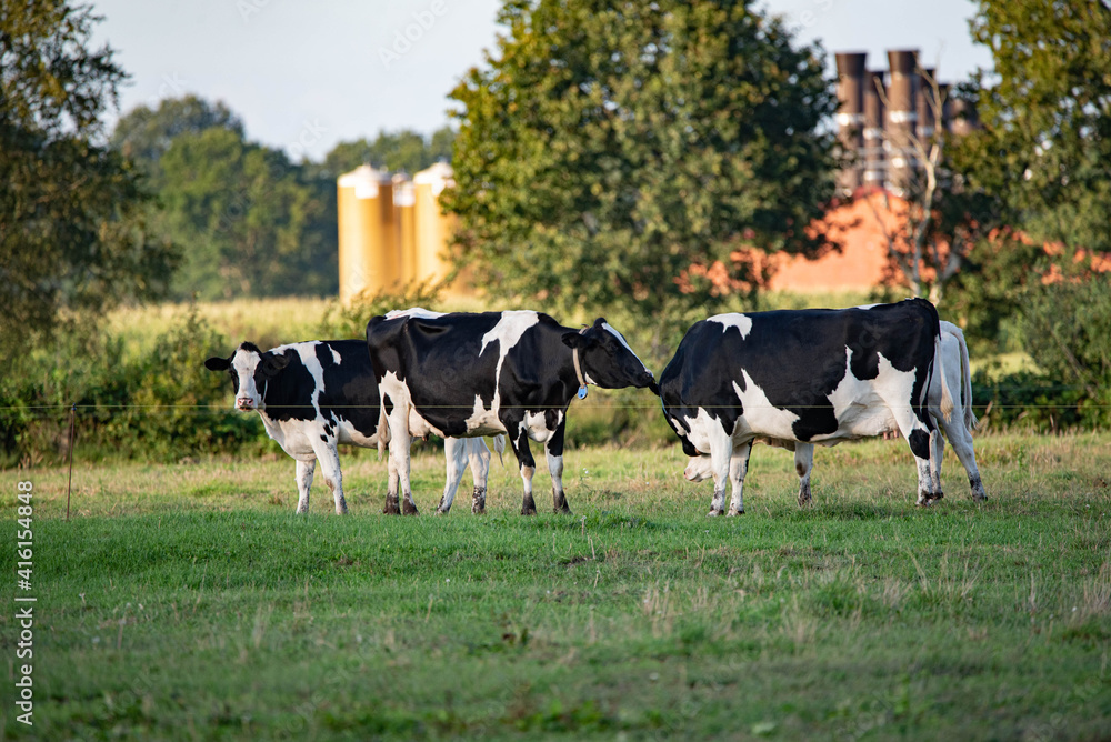 Kühe vor dem Bauernhof