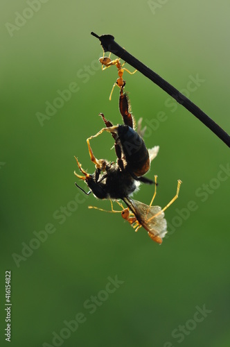 Weaver ants or green ants (genus Oecophylla) are eusocial insects of the family Formicidae (order Hymenoptera).