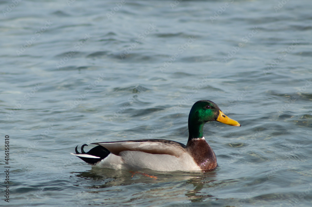 Obraz premium male duck on the sea, lake, water