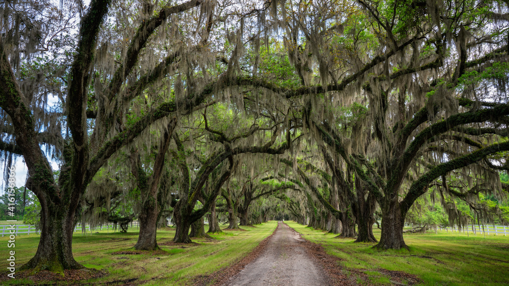 Long tunnel canopy of Live Oak Trees - Tomotley Plantation entrance - Yamassee, South Carolina Long tunnel canopy of Live Oak Trees - Tomotley Plantation entrance - Yamassee, South Carolina