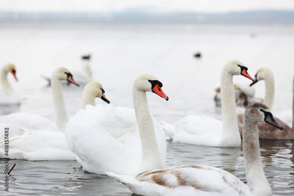 White swan flock in spring water. Swans in water. White swans. Beautiful white swans floating on the water. swans in search of food. selective focus